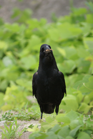 α 望遠ズームレンズ　75-300mm F4.5-5.6 SAL75300　実写