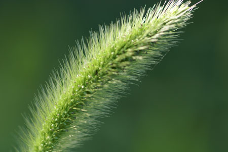 α マクロレンズ 100mm F2.8 Macro SAL100M28 実写