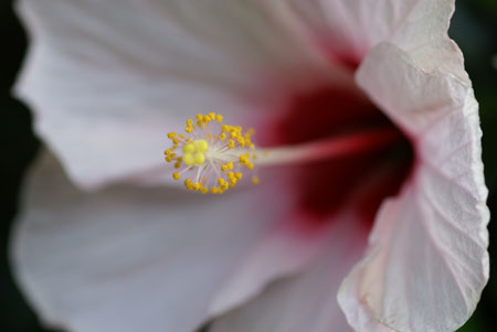 α マクロレンズ 100mm F2.8 Macro SAL100M28 実写