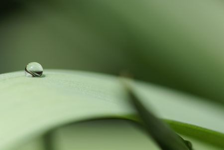 α マクロレンズ 100mm F2.8 Macro SAL100M28 実写