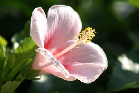 α ズームレンズ 70-200mm F2.8 G SAL70200G 実写