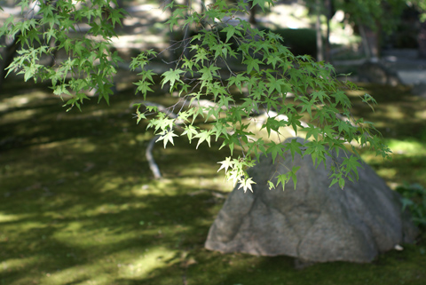α 単焦点レンズ 35mm F1.4 G　SAL35F14G 実写