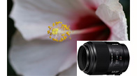 100mm F2.8 Macro