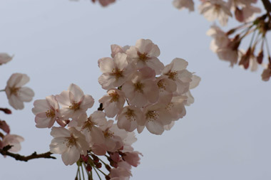 現像2_桜.jpg