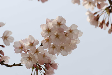 現像3_桜.jpg