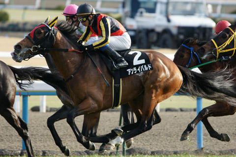 競走馬.jpg