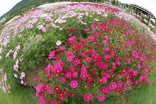a900_sal16f28_004.jpg