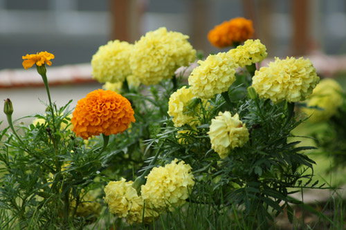sal75300_002.jpg
