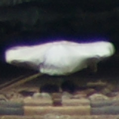 sal75300_010.jpg