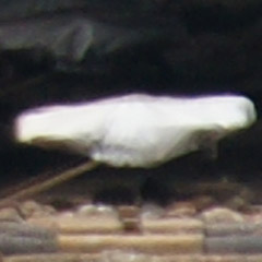 sal70300g_010.jpg