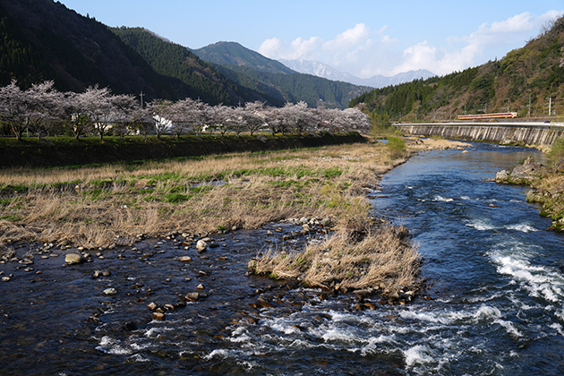 α1で写した 1shot!鉄道写真 小さくても映える「国鉄特急色やくも」と桜