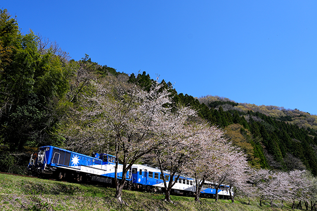 α1で写した 1Shot!鉄道写真 間に合った！桜のトンネルと 奥出雲おろち号