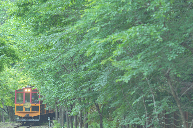 α1で写した 1Shot!鉄道写真 緑のトンネルを抜けて.. 嵯峨野トロッコ列車