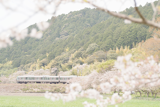 【αでお写んぽ】α7CR 片手に今年最後の「桜探し」予定変更して...沖島へ