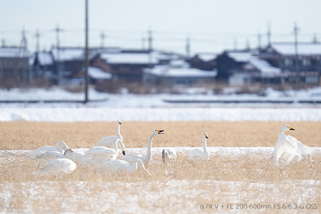 αでお写んぽ α7R V + 望遠レンズ でコハクチョウと迷鳥(黒鶴)を撮影