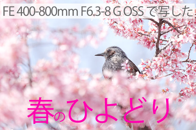 SONY SEL400800G で写した「春のひよどり」
