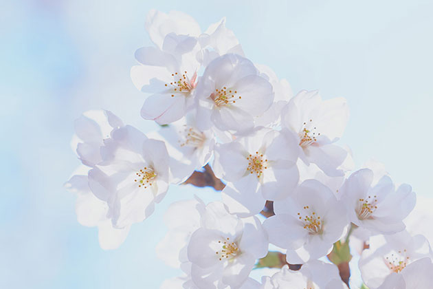 α1 II お写んぽ｜春の景色を求めて長浜・竹生島 遠足