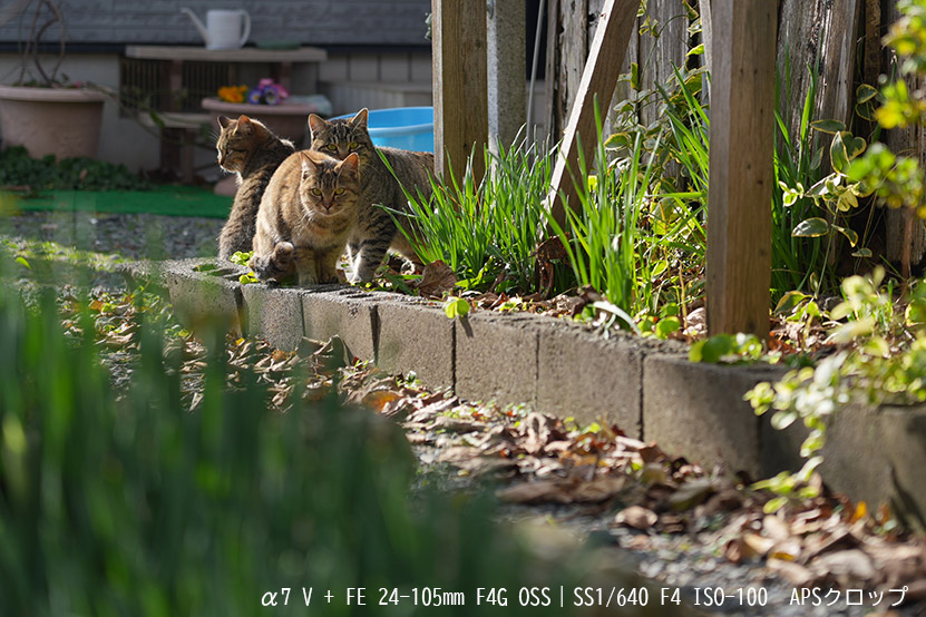 数字以上の解像感 APS-Cクロップでも高精細