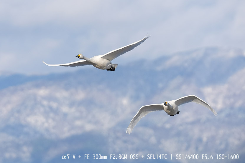 α7 V 鳥瞳AFを使用 ずっと追従してくれた