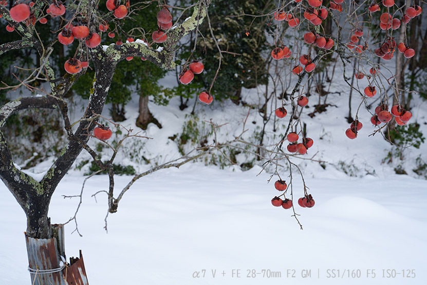 α7 V はオートホワイトバランスが優秀 柿の木