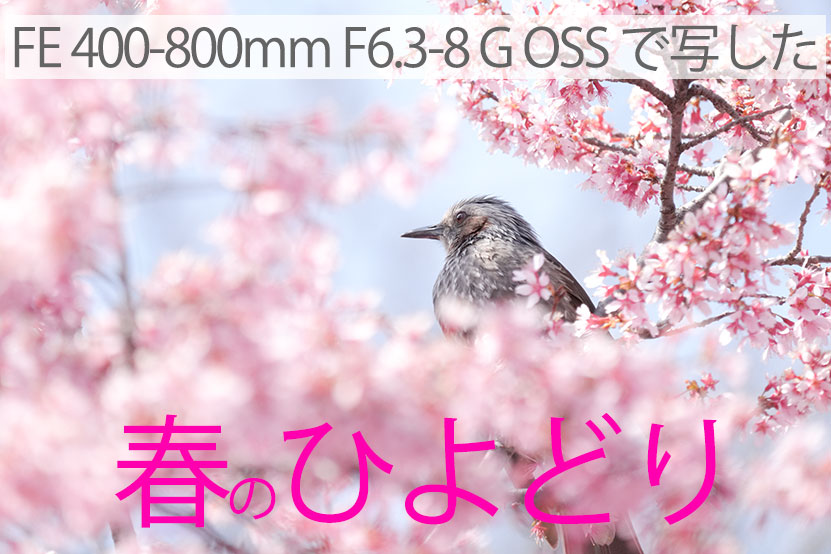 SONY SEL400800G で写した「春のひよどり」