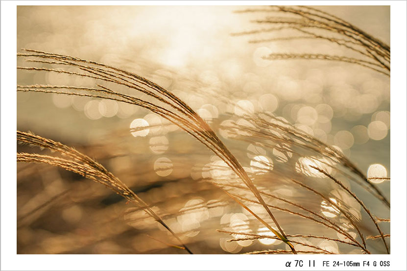 FE 24-105mm F4 G OSS 作例