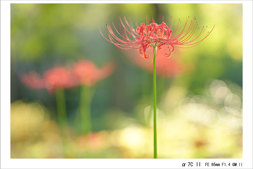 FE 85mm F1.4 GM II 作例