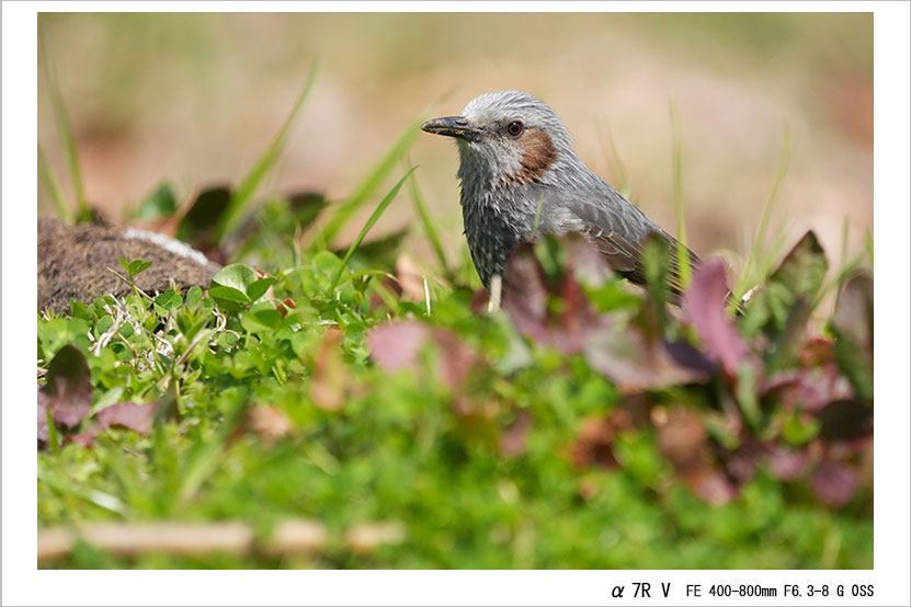 FE 400-800mm F6.3-8 G OSS 作例