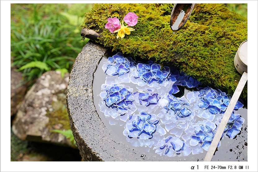 FE 24-70mm F2.8 GM II 作例