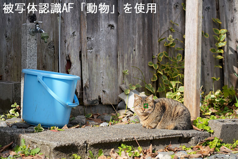 猫さん。瞳をちゃんと認識