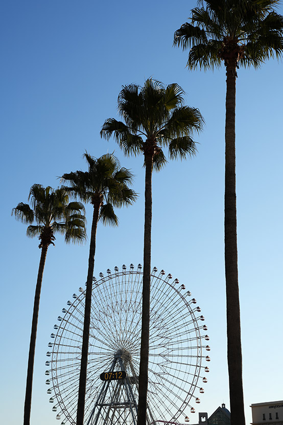 ヤシの木と観覧車