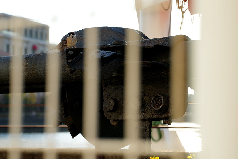 柵越しのすずめさん