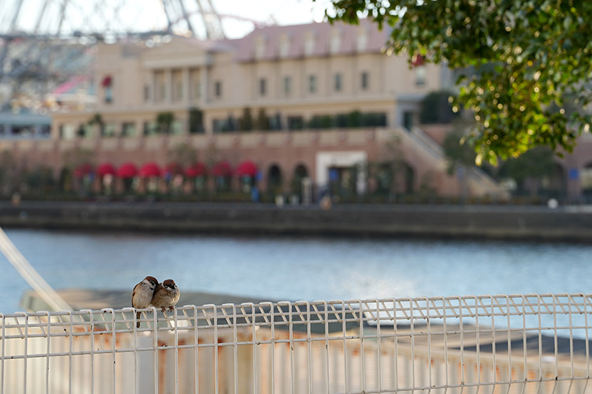 恋するすずめさん1