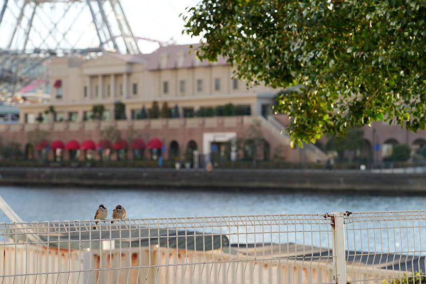 恋するすずめさん3