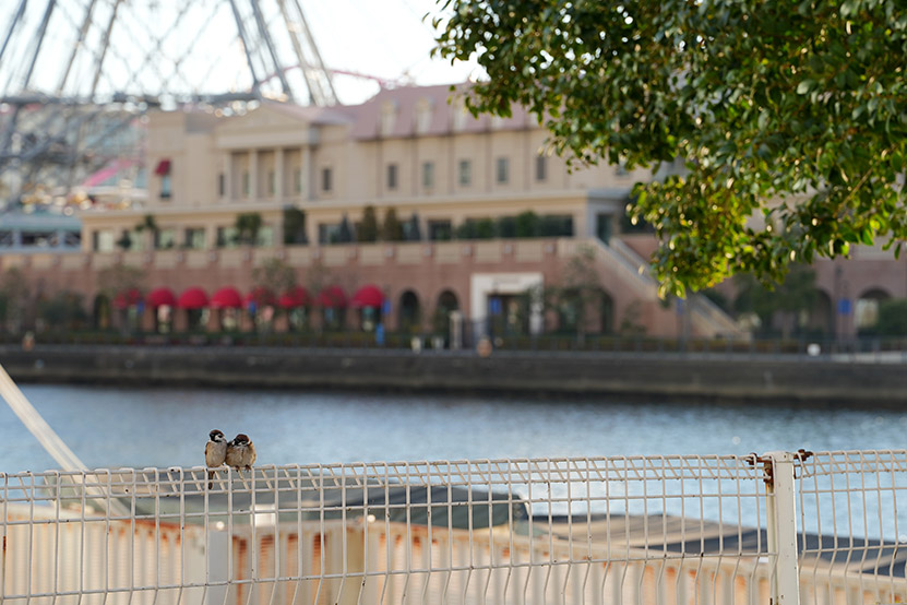 恋するすずめさん4