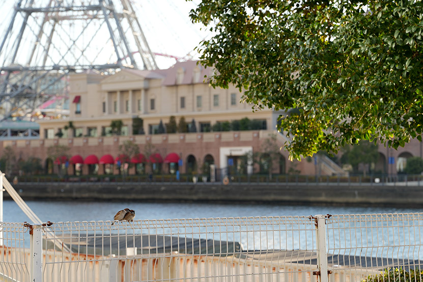 恋するすずめさん5