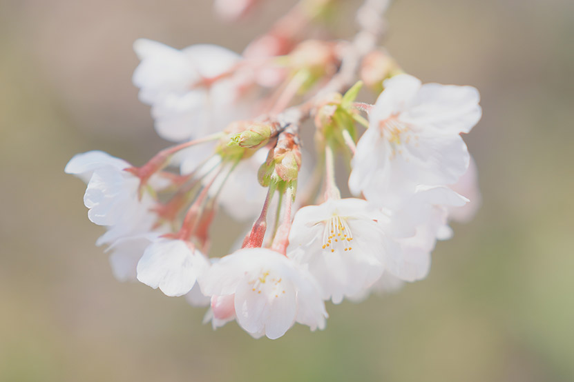 長浜城趾あたりをお写んぽ1
