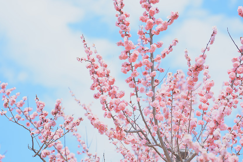 長浜城趾あたりをお写んぽ3