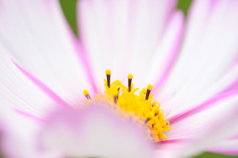 SEL100M28GM 作例 花