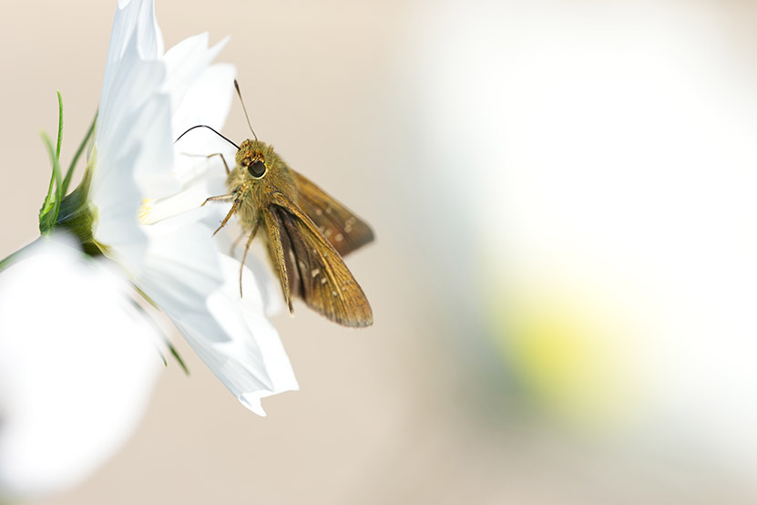 作例 コスモスと虫