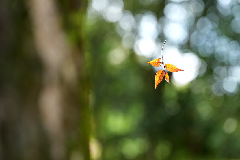 作例 落ち葉のブランコ