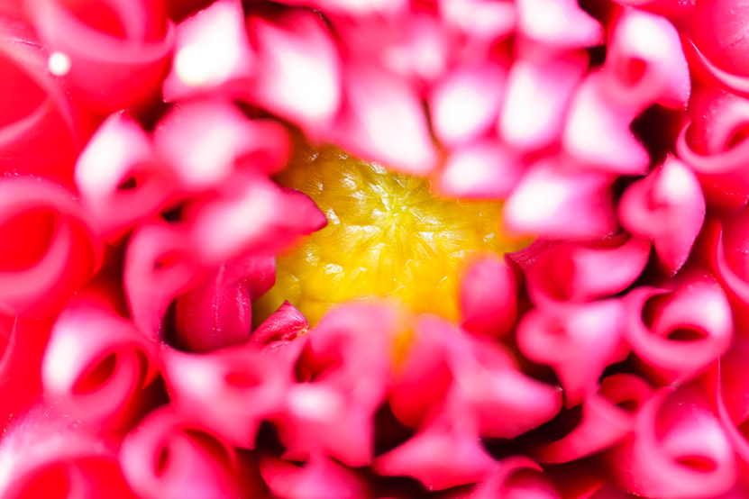 作例 開花前のダリア