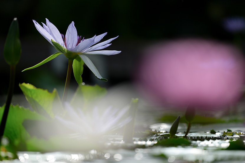 作例 スイレン(花)