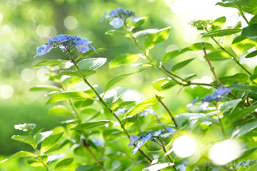 FE 50-150mm F2 GM 作例３