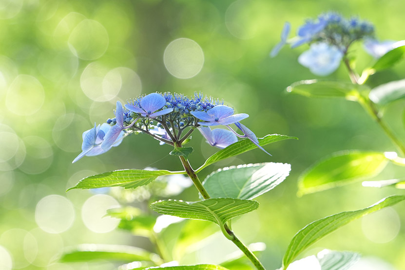 FE 50-150mm F2 GM 作例３拡大
