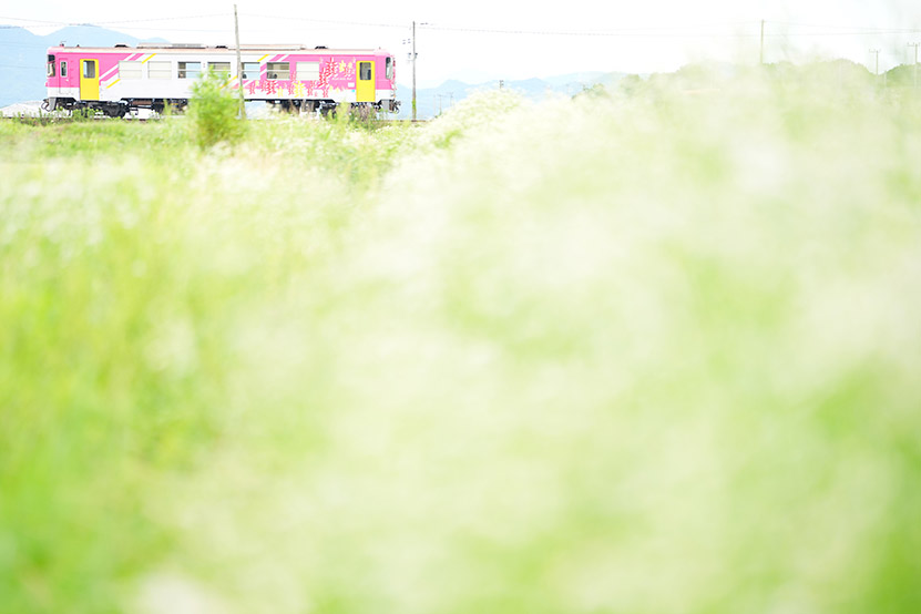 FE 50-150mm F2 GM 作例７