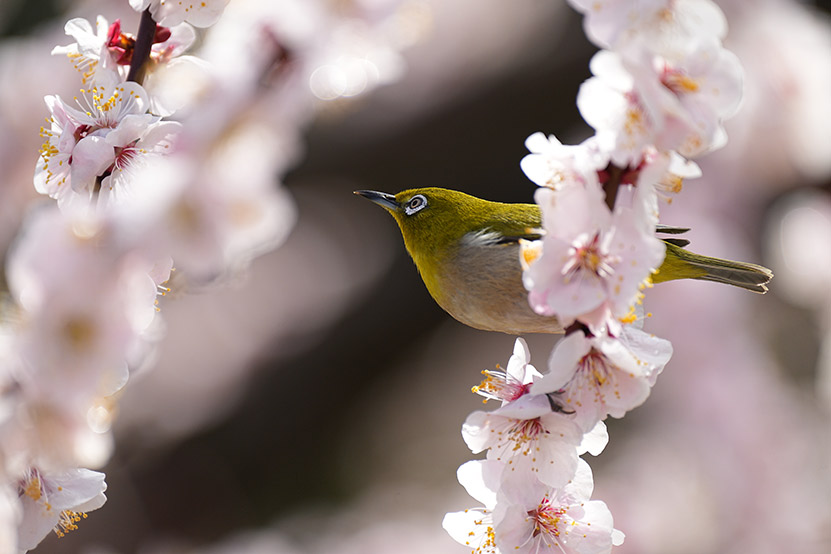 SEL70200GM2 作例 テレコンバーター