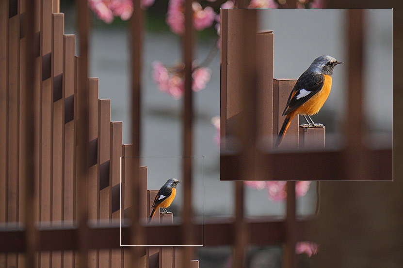 SEL70200GM2 柵越しの作例