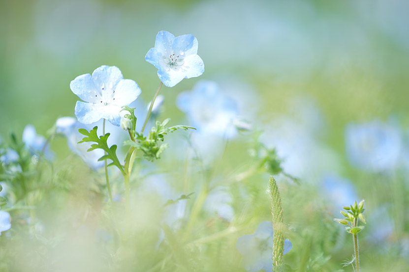 SEL70200GM2 作例 花とぼけ味