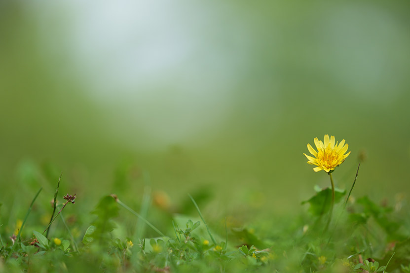 SEL70200GM2 作例　解像感とぼけ味